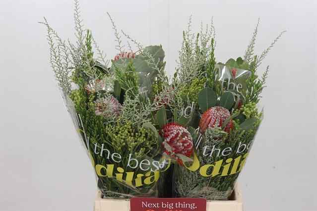 Срезанные цветы оптом Banksia bq coccinea sfb от 10шт из Голландии с доставкой по России