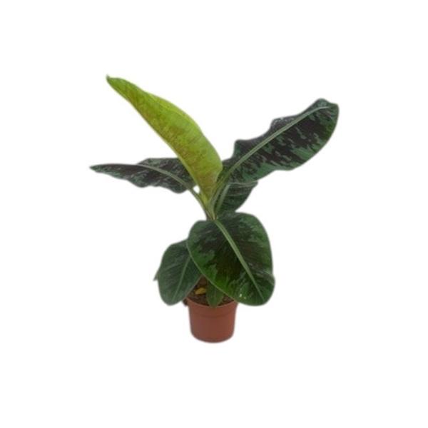 Горшечные цветы и растения оптом Musa Dwarf Cavendish от 1шт из Голландии с доставкой по России