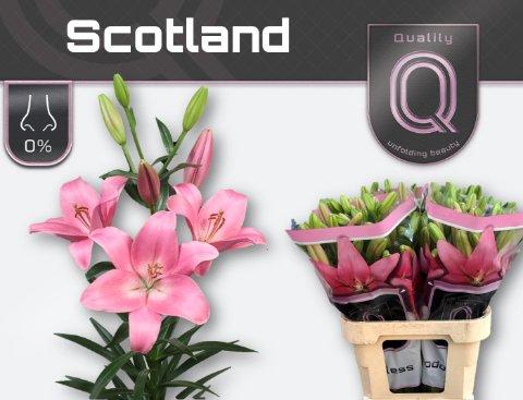 Срезанные цветы оптом Lilium la scotland от 60шт. из Голландии с доставкой по России