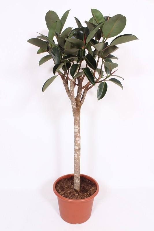 Горшечные цветы и растения оптом Ficus El Burgundy On Stem от 1шт из Голландии с доставкой по России