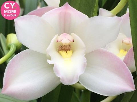 Срезанные цветы оптом Minicymbidium white joshua от 5шт. из Голландии с доставкой по России