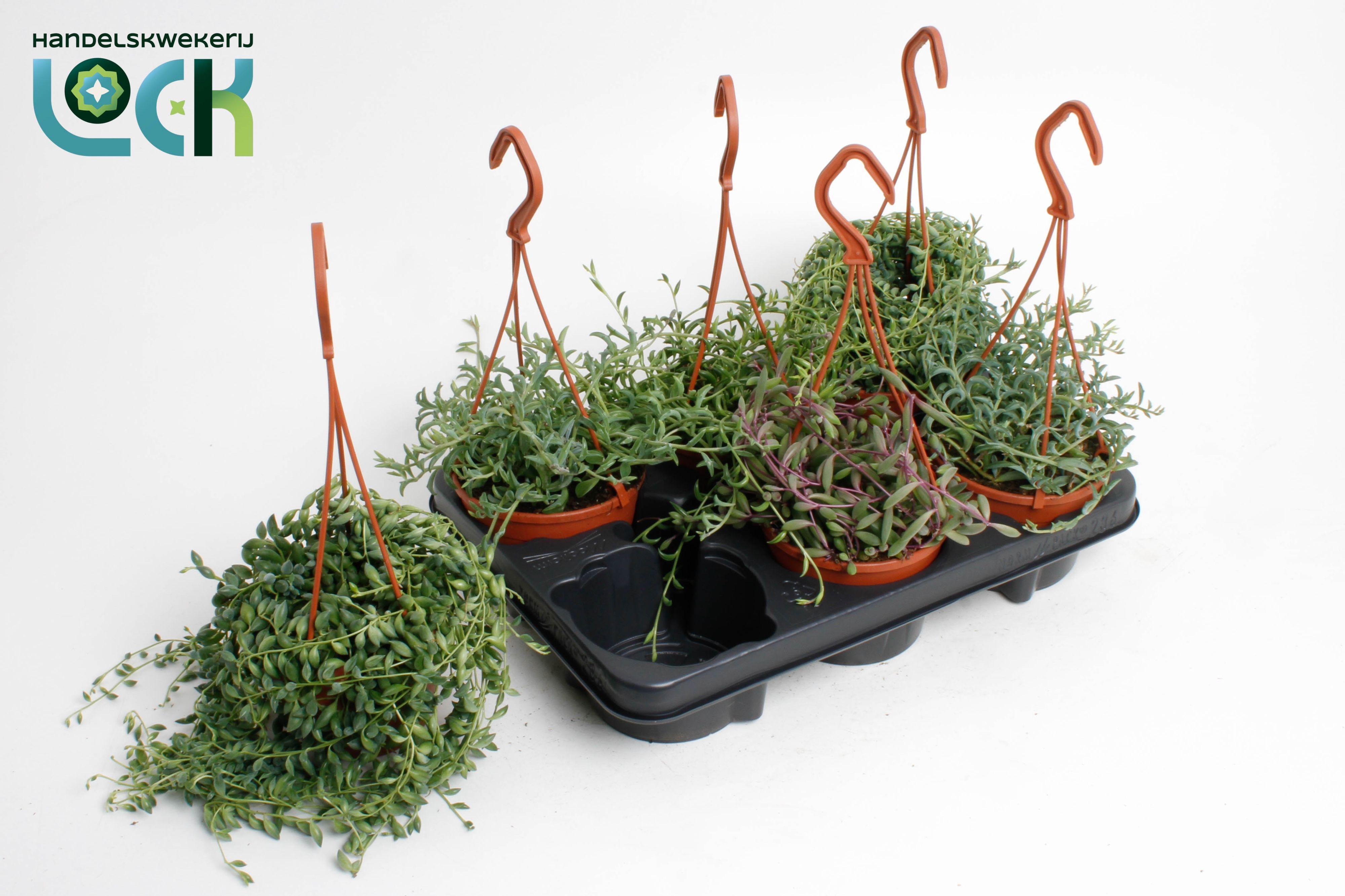 Горшечные цветы и растения оптом Senecio Mix от 6шт из Голландии с доставкой по России