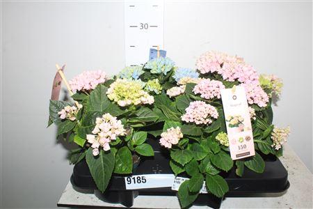 Горшечные цветы и растения оптом Hydr M Mag Revolutio 5+ от 4шт из Голландии с доставкой по России