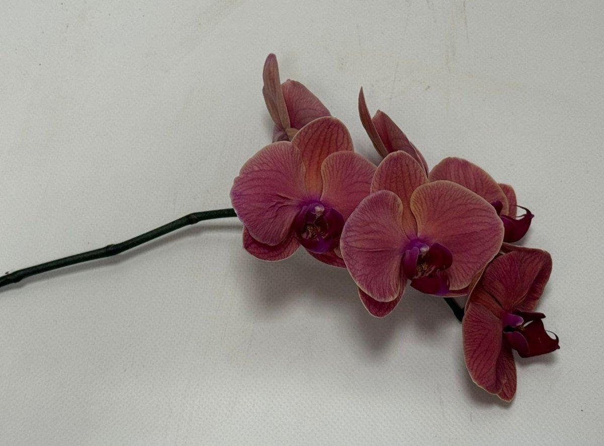 Срезанные цветы оптом Phalaenopsis asian coral (per stem) от 24шт.. из Голландии с доставкой по России