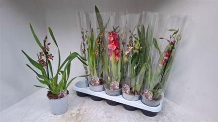 Горшечные цветы и растения оптом Cambria Grp Gem 1 Branche * Spring Deal * от 10шт из Голландии с доставкой по России