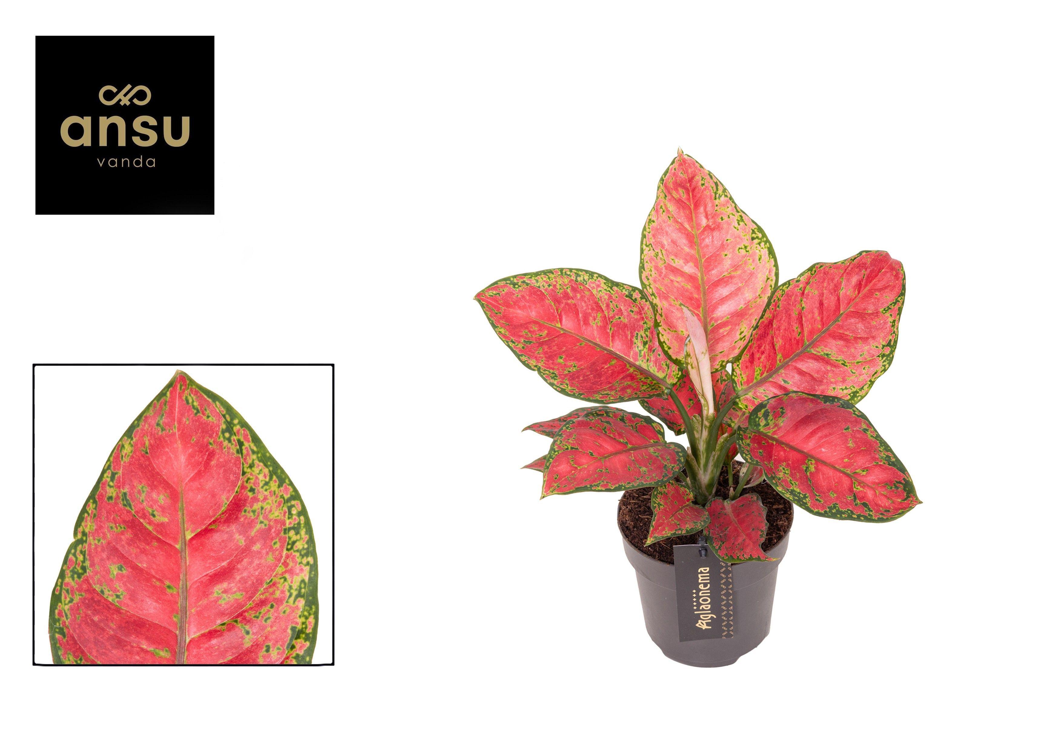Горшечные цветы и растения оптом Aglaonema Cayenne Red от 6шт из Голландии с доставкой по России