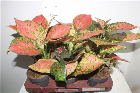 Горшечные цветы и растения оптом Aglao Crimson Love от 6шт из Голландии с доставкой по России