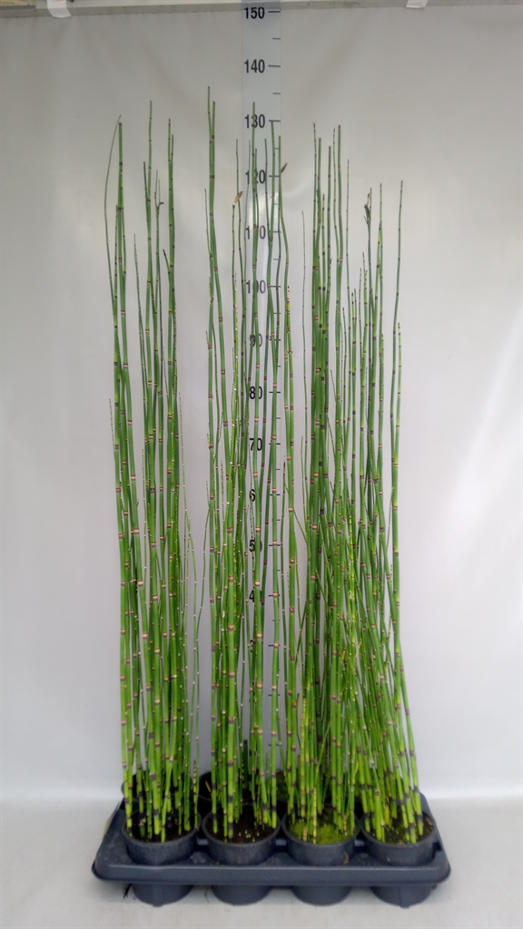Горшечные цветы и растения оптом Equisetum Hyemale от 8шт из Голландии с доставкой по России
