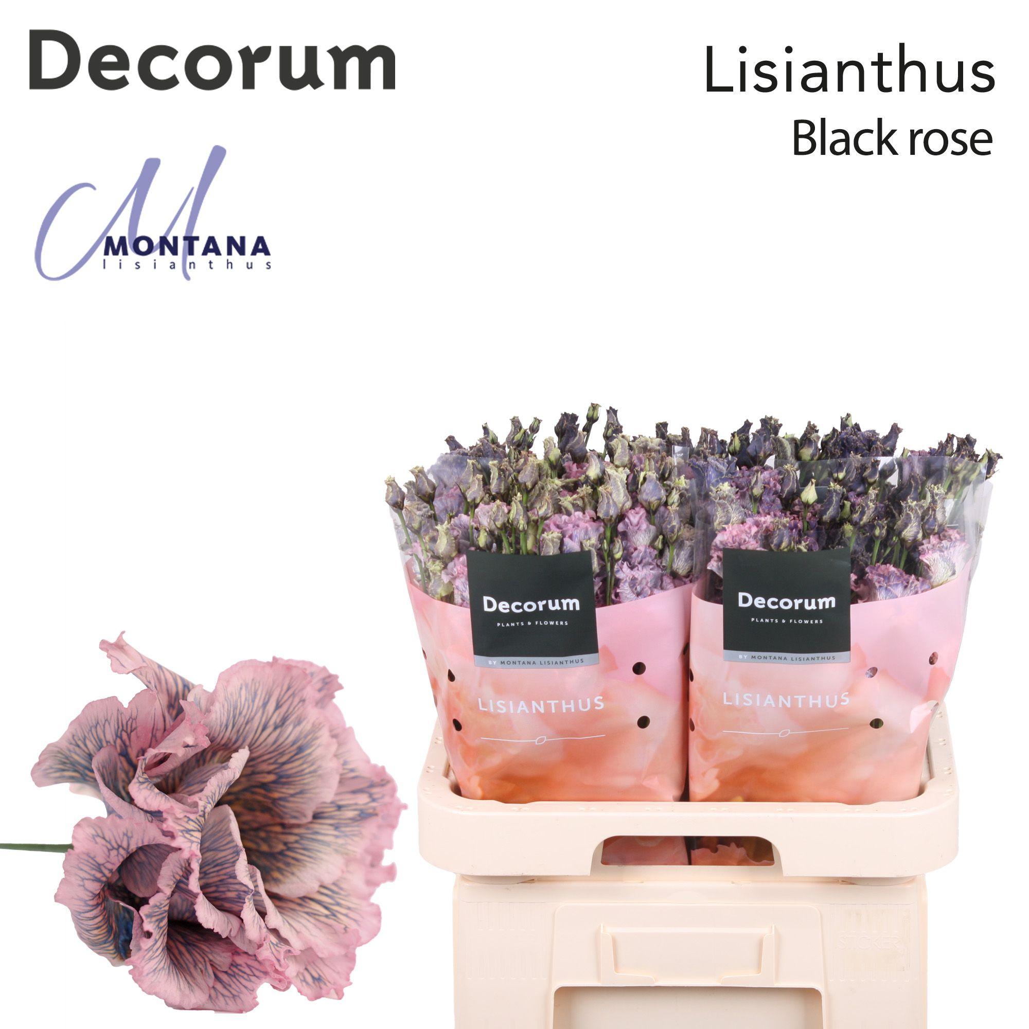 Срезанные цветы оптом Lisianthus do paint alissa black rose от 40шт из Голландии с доставкой по России