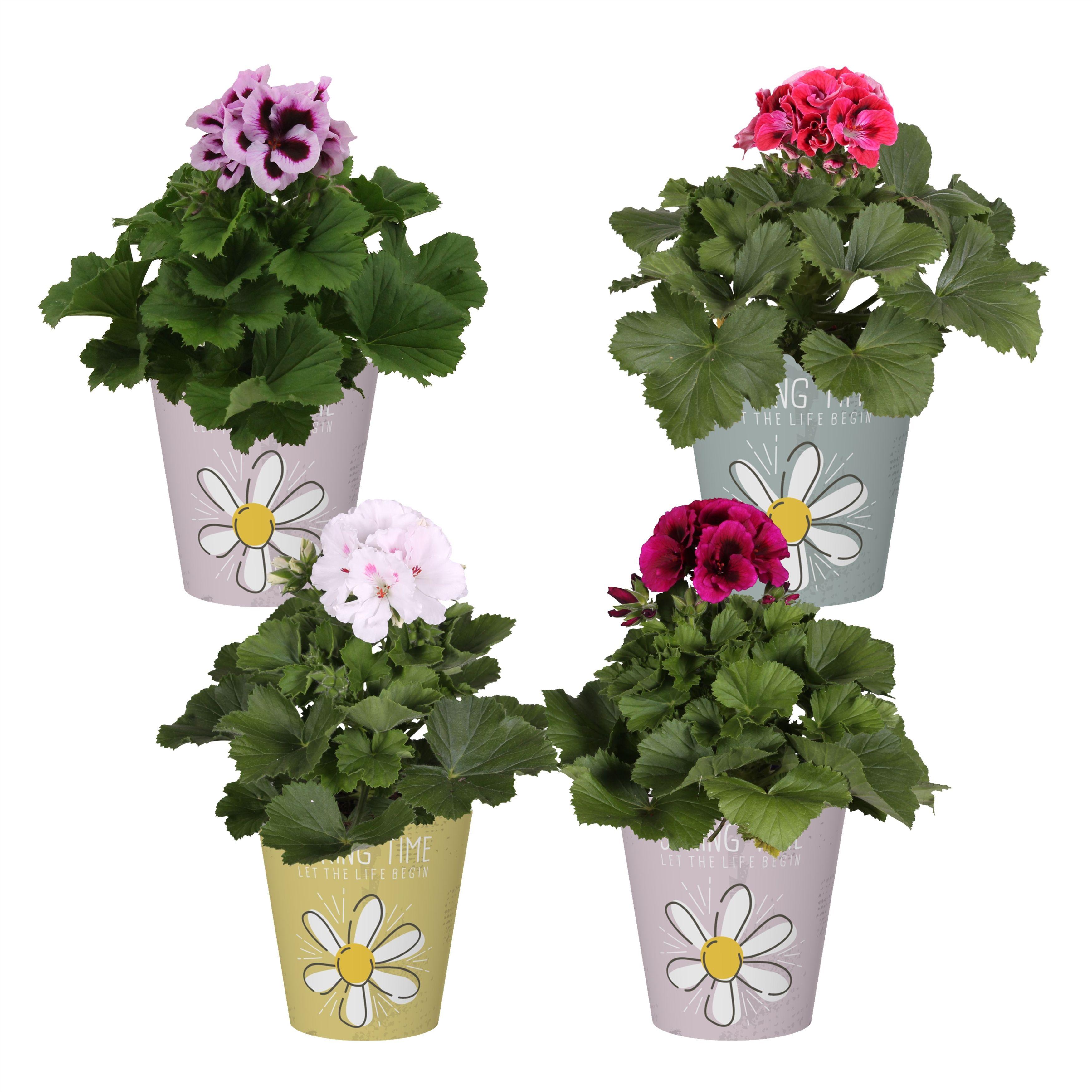 Горшечные цветы и растения оптом Pel Gr Gem от 6шт' из Голландии с доставкой по России