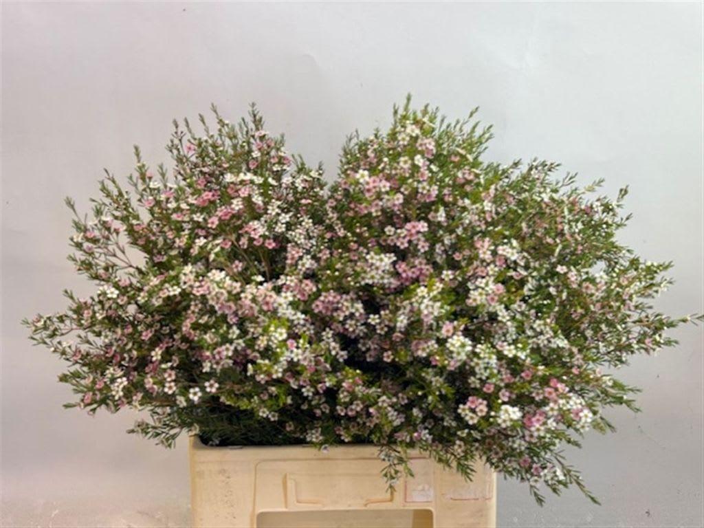 Срезанные цветы оптом Chamelaucium my sweet 16 от 25шт из Голландии с доставкой по России