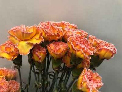 Срезанные цветы оптом Dianthus st paint moonshine от 80шт из Голландии с доставкой по России