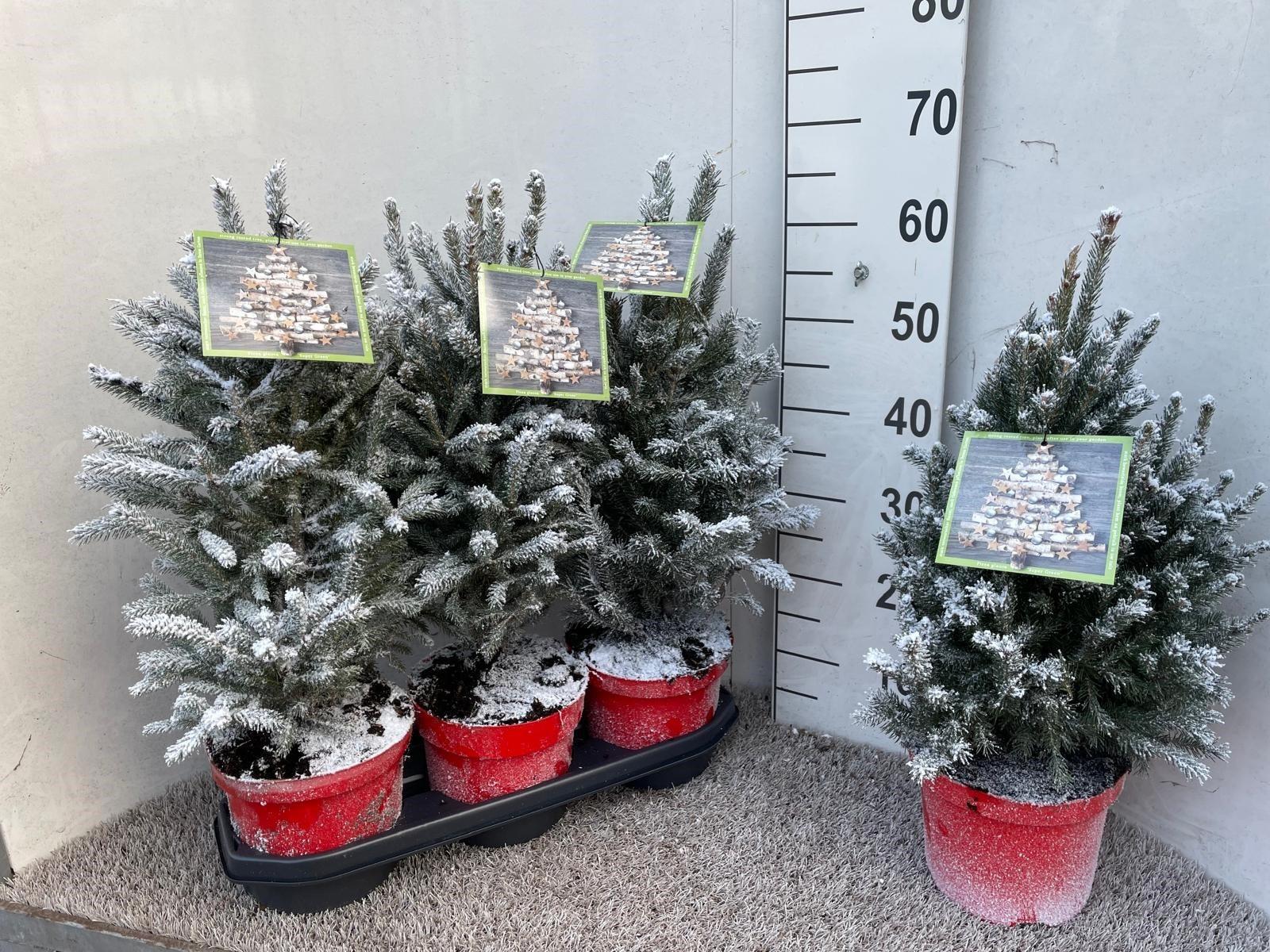 Горшечные цветы и растения оптом Picea Gl Super Green от 3шт из Голландии с доставкой по России