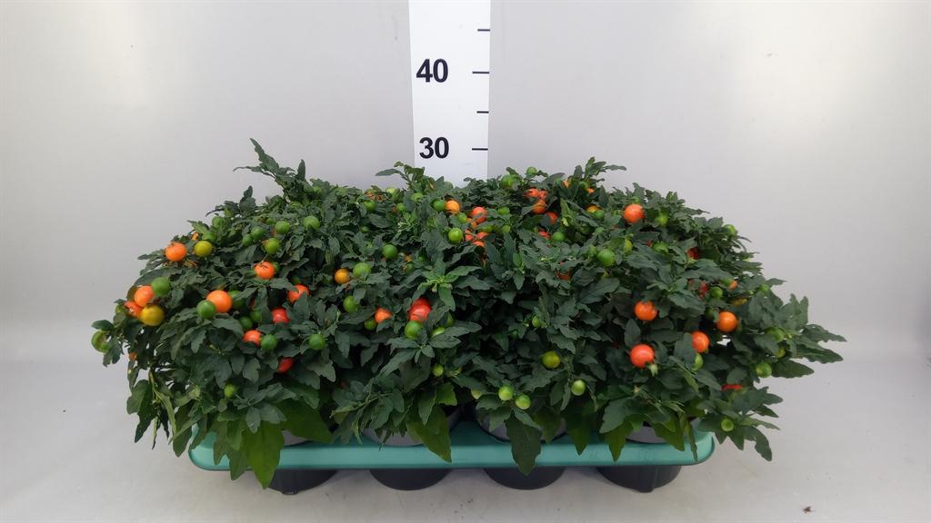 Горшечные цветы и растения оптом Solanum Pseudocapsicum mandarin от 8шт из Голландии с доставкой по России
