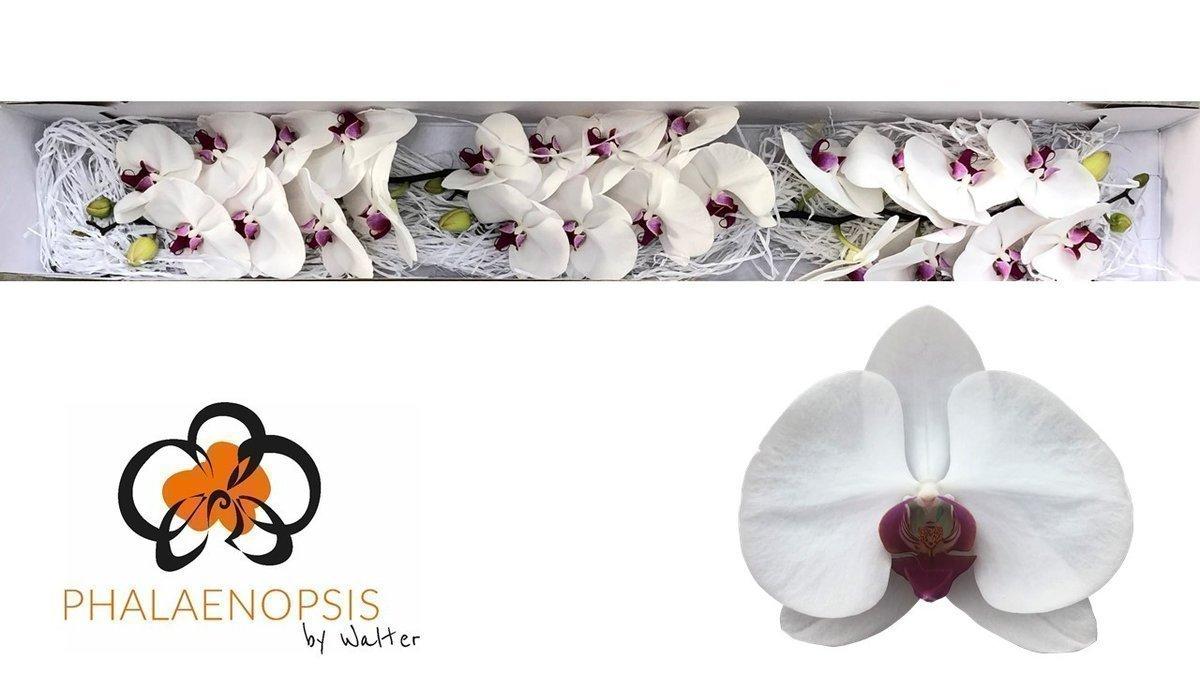Срезанные цветы оптом Phalaenopsis red lips (per flower) от 25шт из Голландии с доставкой по России Срезанные цветы оптом Phalaenopsis red lips (per flower) от 25шт из Голландии с доставкой по России