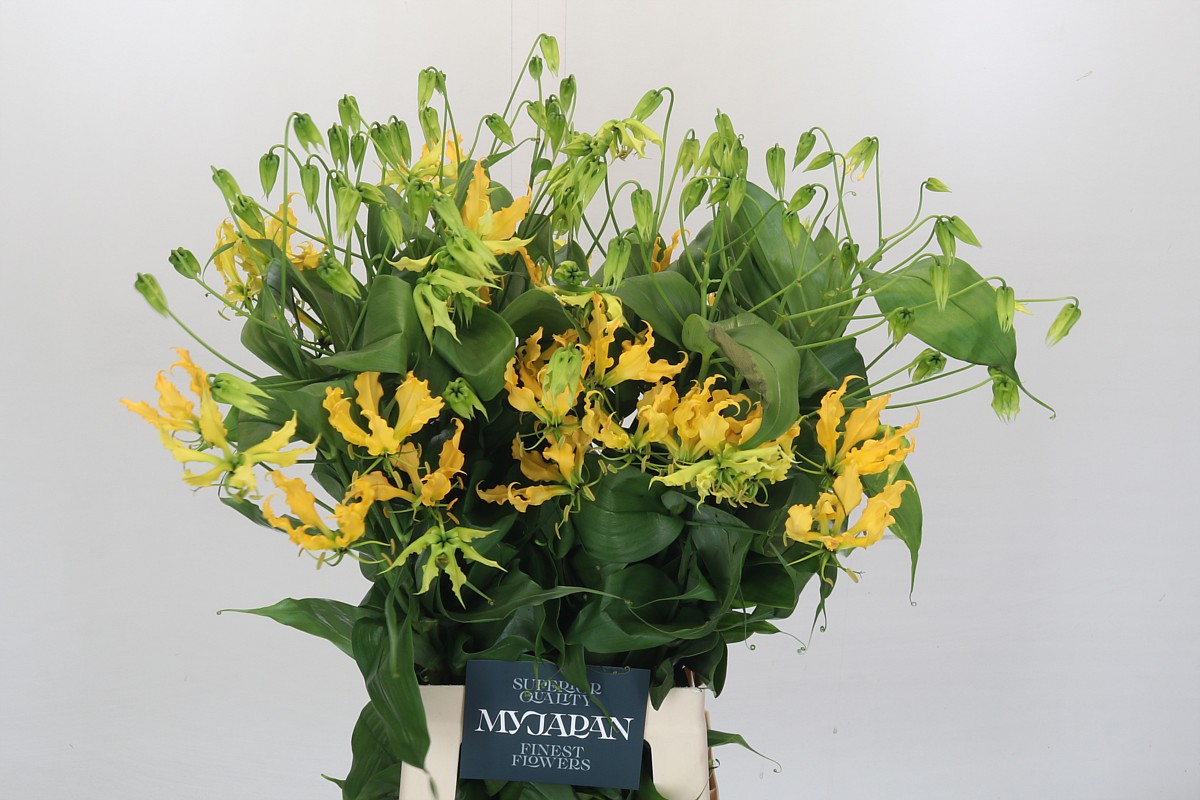 Срезанные цветы оптом Gloriosa lutea от 20шт из Голландии с доставкой по России