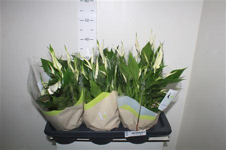 Горшечные цветы и растения оптом Spath Chopin 10 Bloemen+ от 6шт из Голландии с доставкой по России