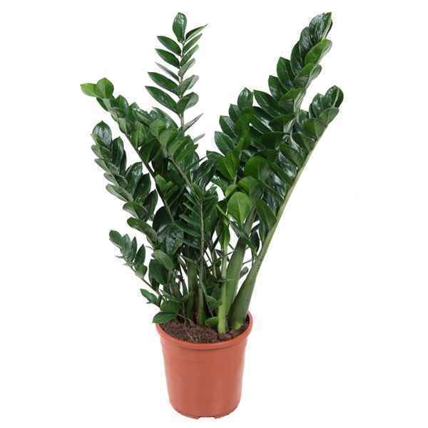 Горшечные цветы и растения оптом Zamioculcas 12+ от 1шт из Голландии с доставкой по России