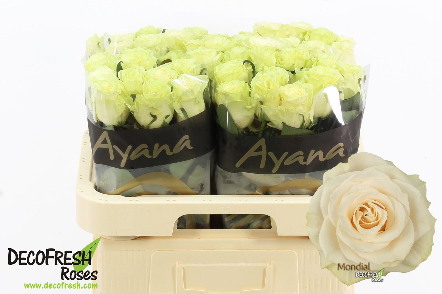 Срезанные цветы оптом Rosa large mondial от 60шт из Голландии с доставкой по России