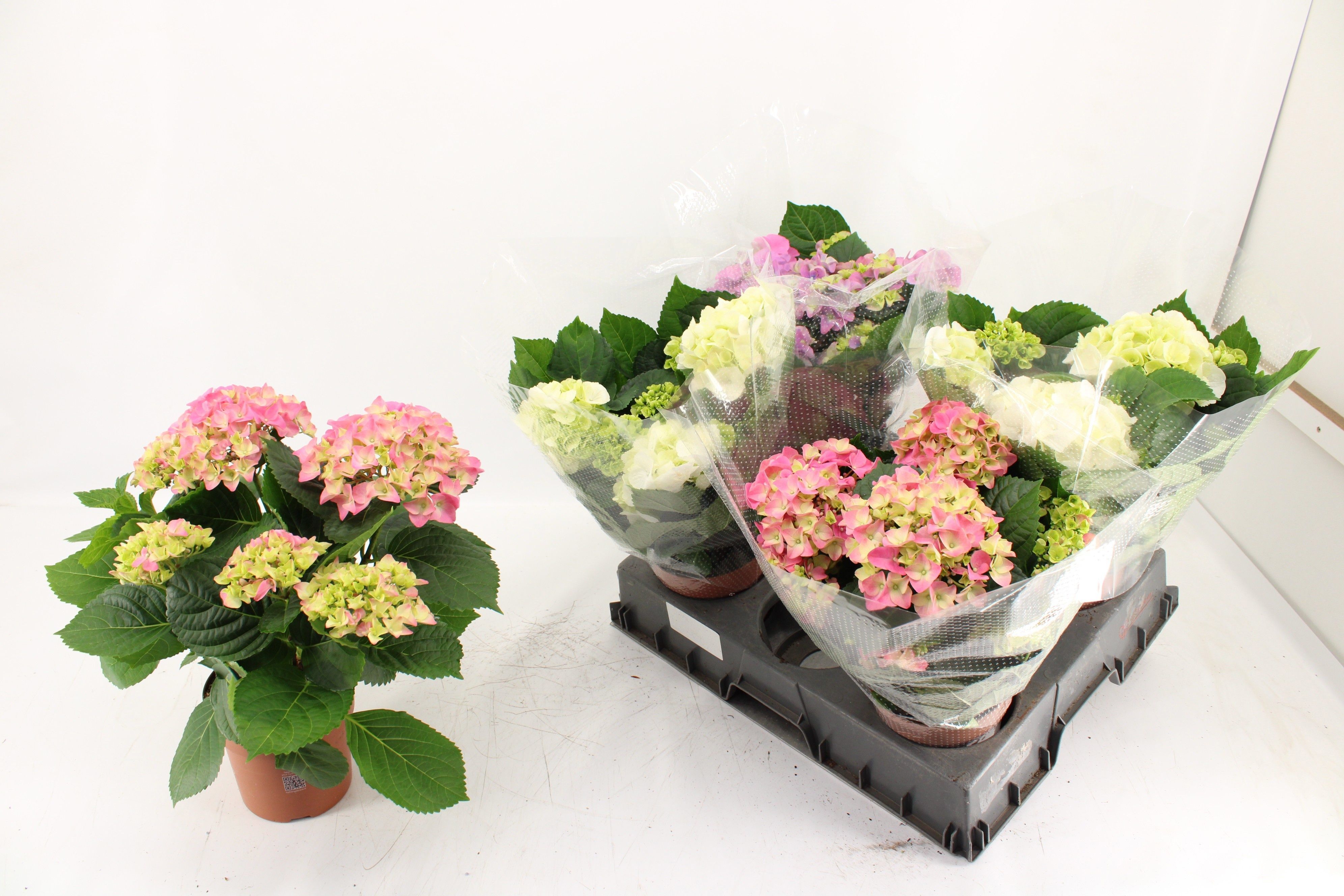 Горшечные цветы и растения оптом Hydr M Gem от 5шт из Голландии с доставкой по России