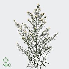 Срезанные цветы оптом Aster paquita от 125шт из Голландии с доставкой по России
