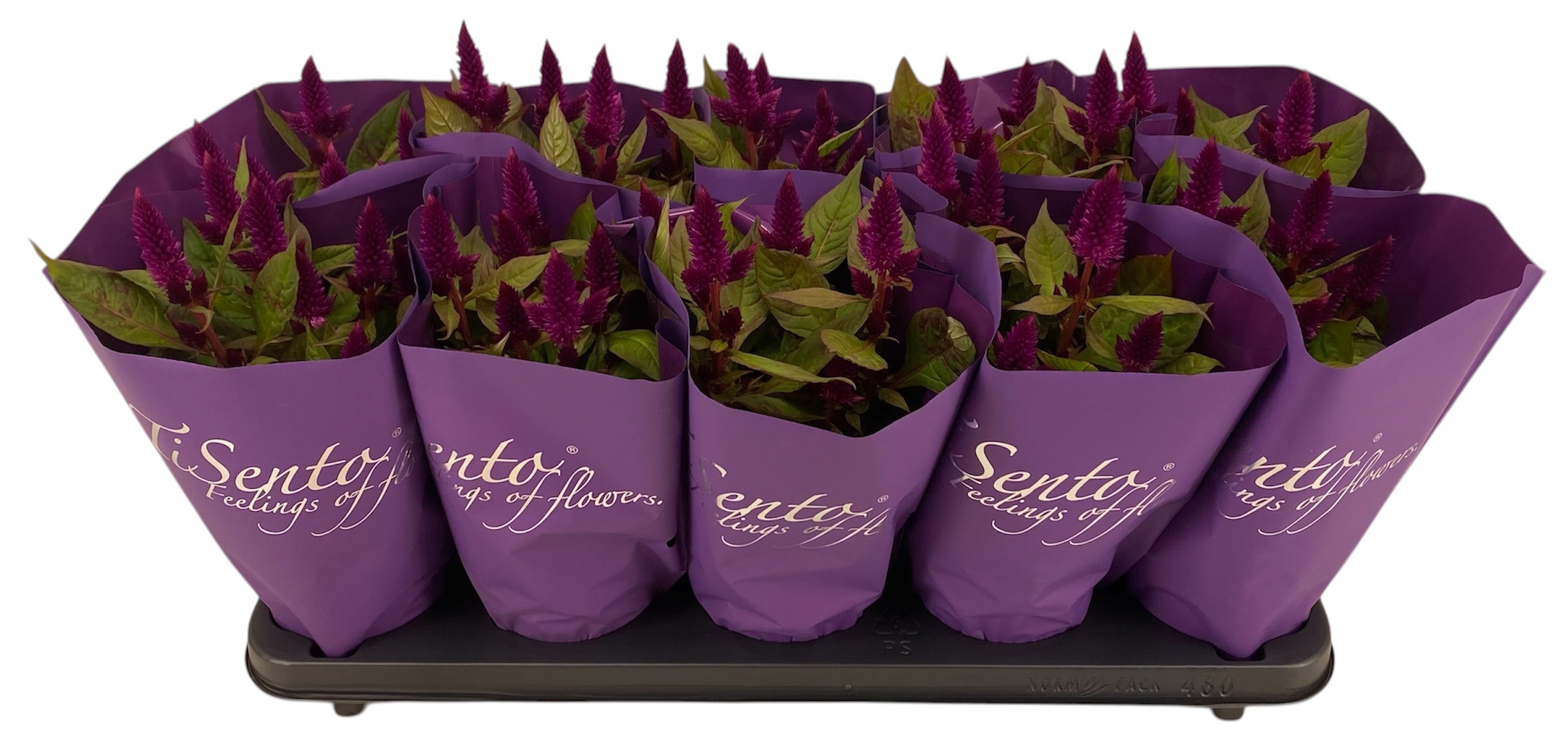 Горшечные цветы и растения оптом Cel Argentea Gem от 10шт из Голландии с доставкой по России