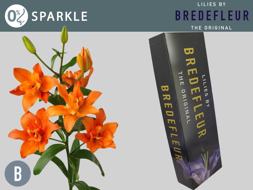 Срезанные цветы оптом Lilium la butterfly sparkle от 80шт из Голландии с доставкой по России