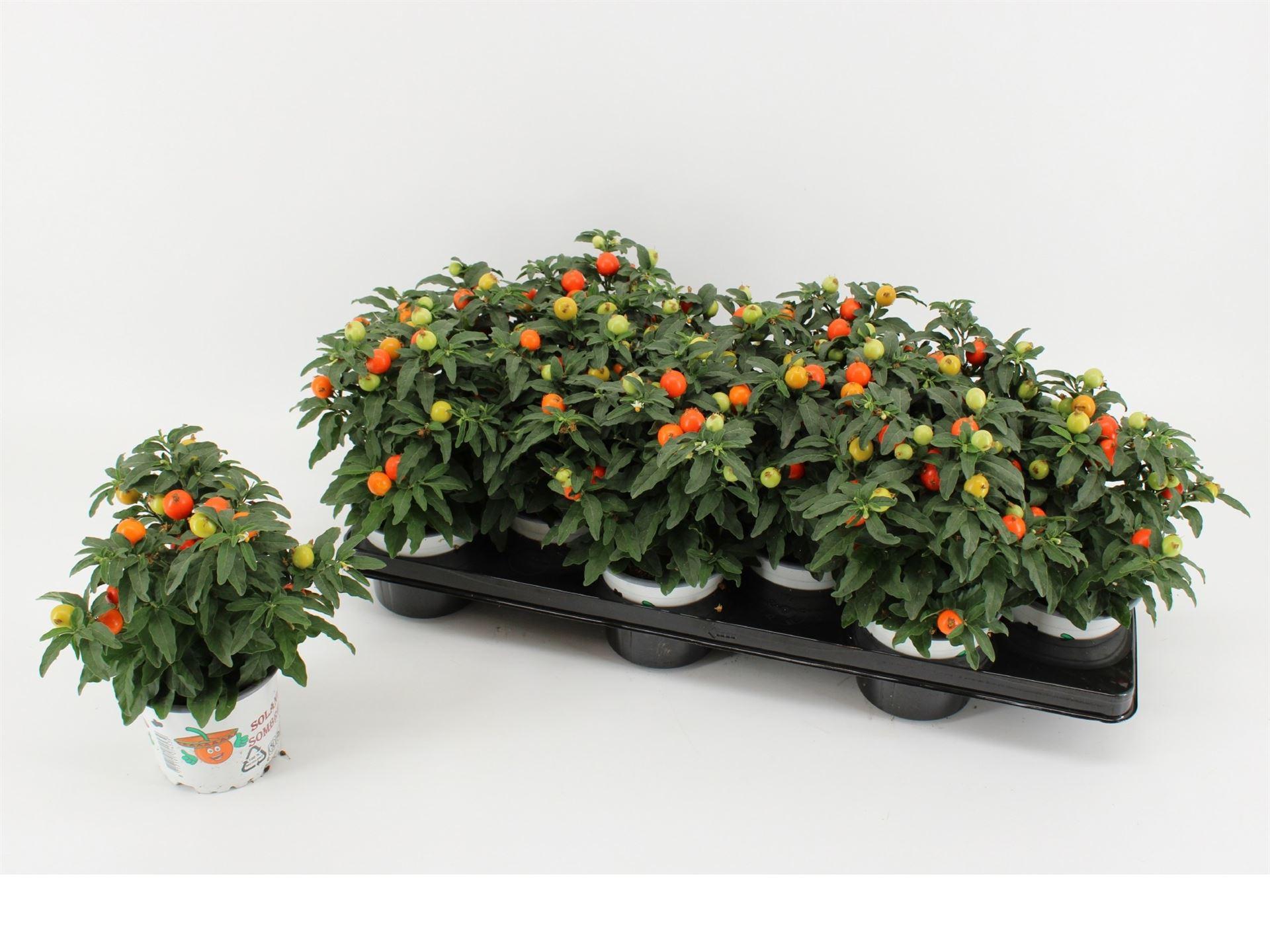 Горшечные цветы и растения оптом Solanum Pseudocapsicum от 12шт из Голландии с доставкой по России