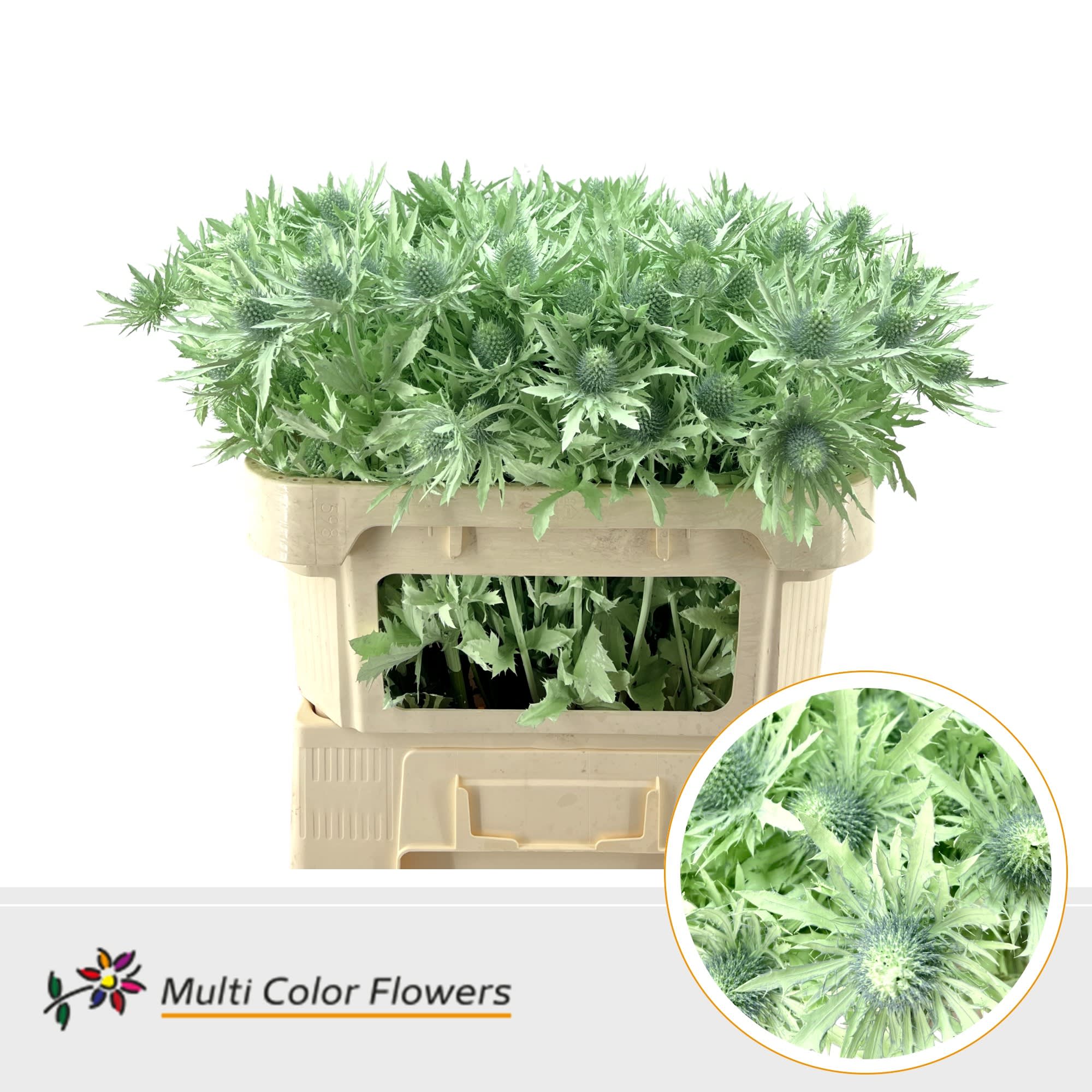 Срезанные цветы оптом Eryngium paint mint от 30шт из Голландии с доставкой по России