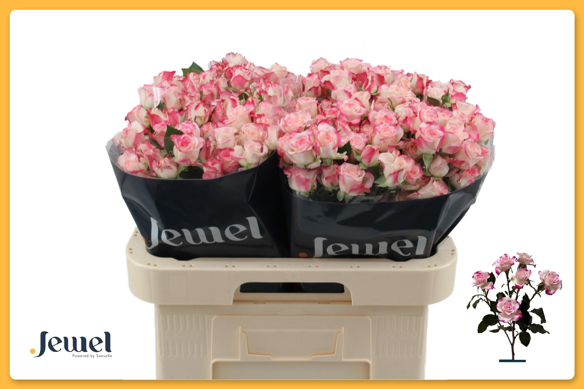 Срезанные цветы оптом Rosa spray reflex от 60шт из Голландии с доставкой по России