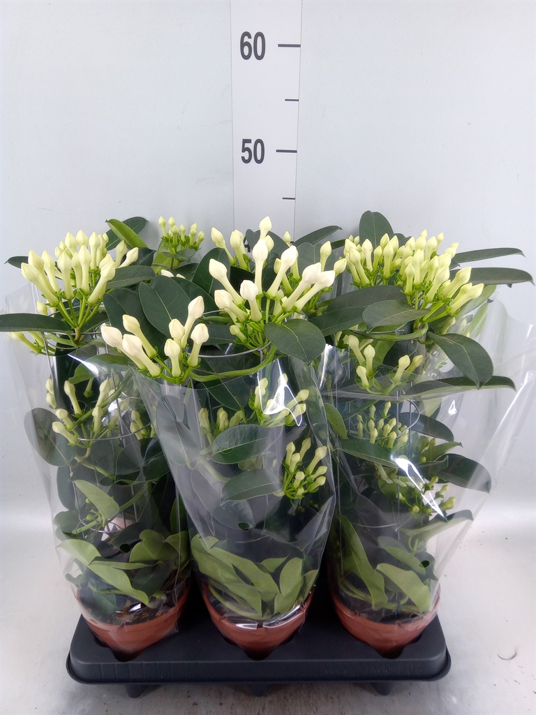 Горшечные цветы и растения оптом Stephanotis Fleur Parfum 6-9 от 6шт из Голландии с доставкой по России