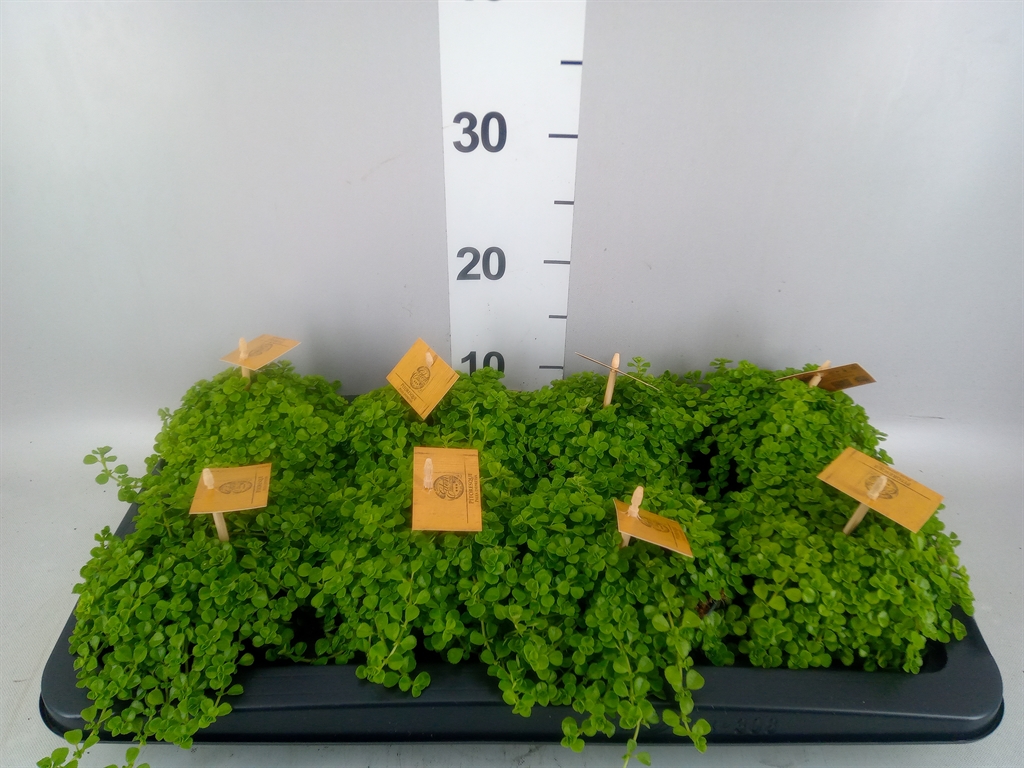 Горшечные цветы и растения оптом Pilea Depressa от 8шт из Голландии с доставкой по России