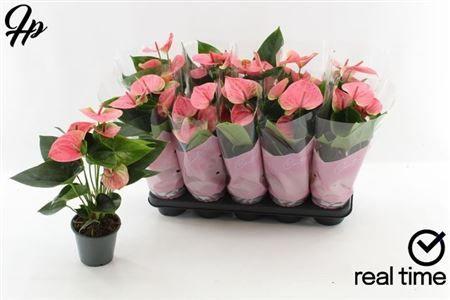 Горшечные цветы и растения оптом Anthu An Sweet Dream 4+ ** Spring Deal ** от 10шт из Голландии с доставкой по России