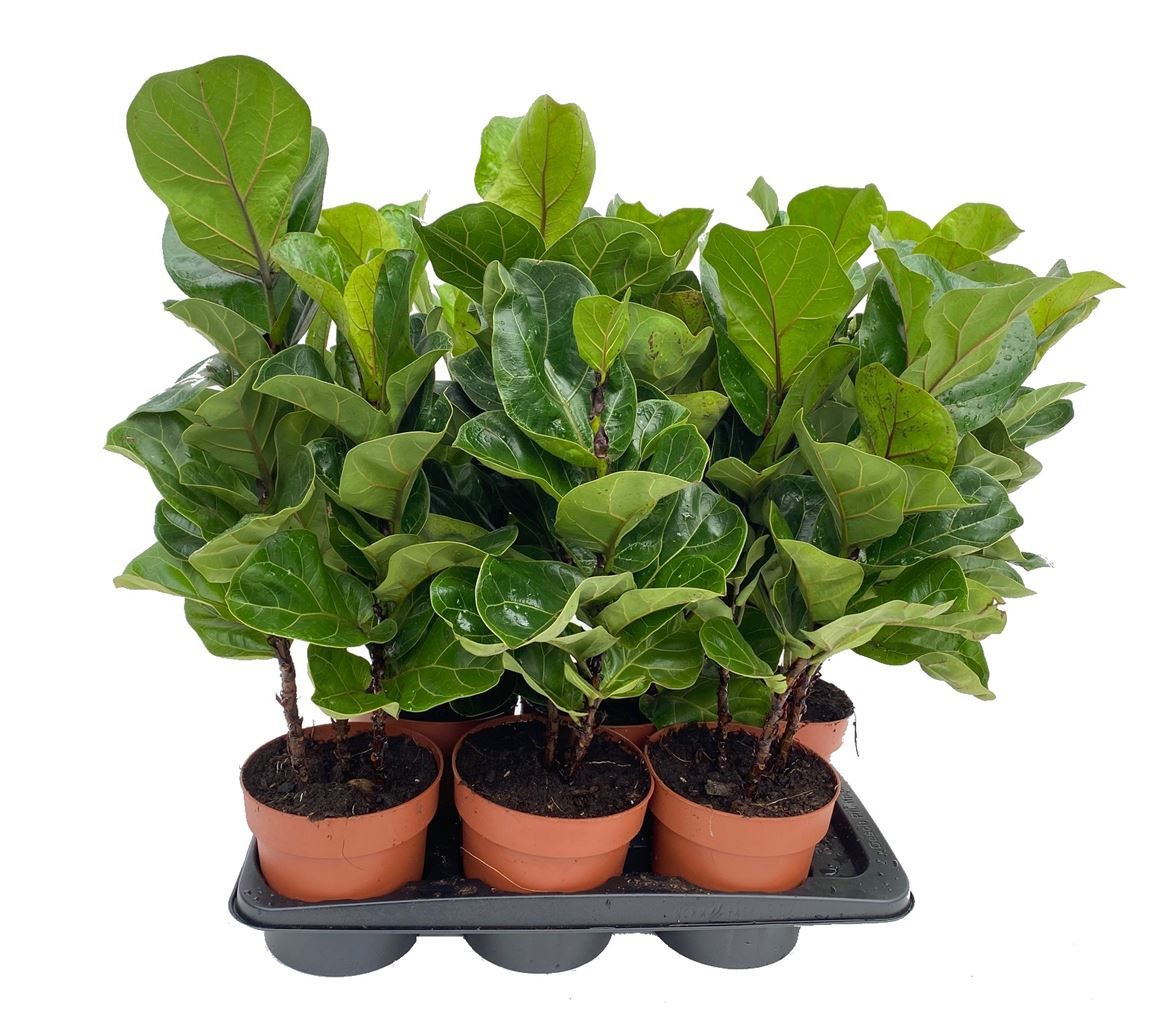 Горшечные цветы и растения оптом Ficus Tabaco Branched от 6шт из Голландии с доставкой по России