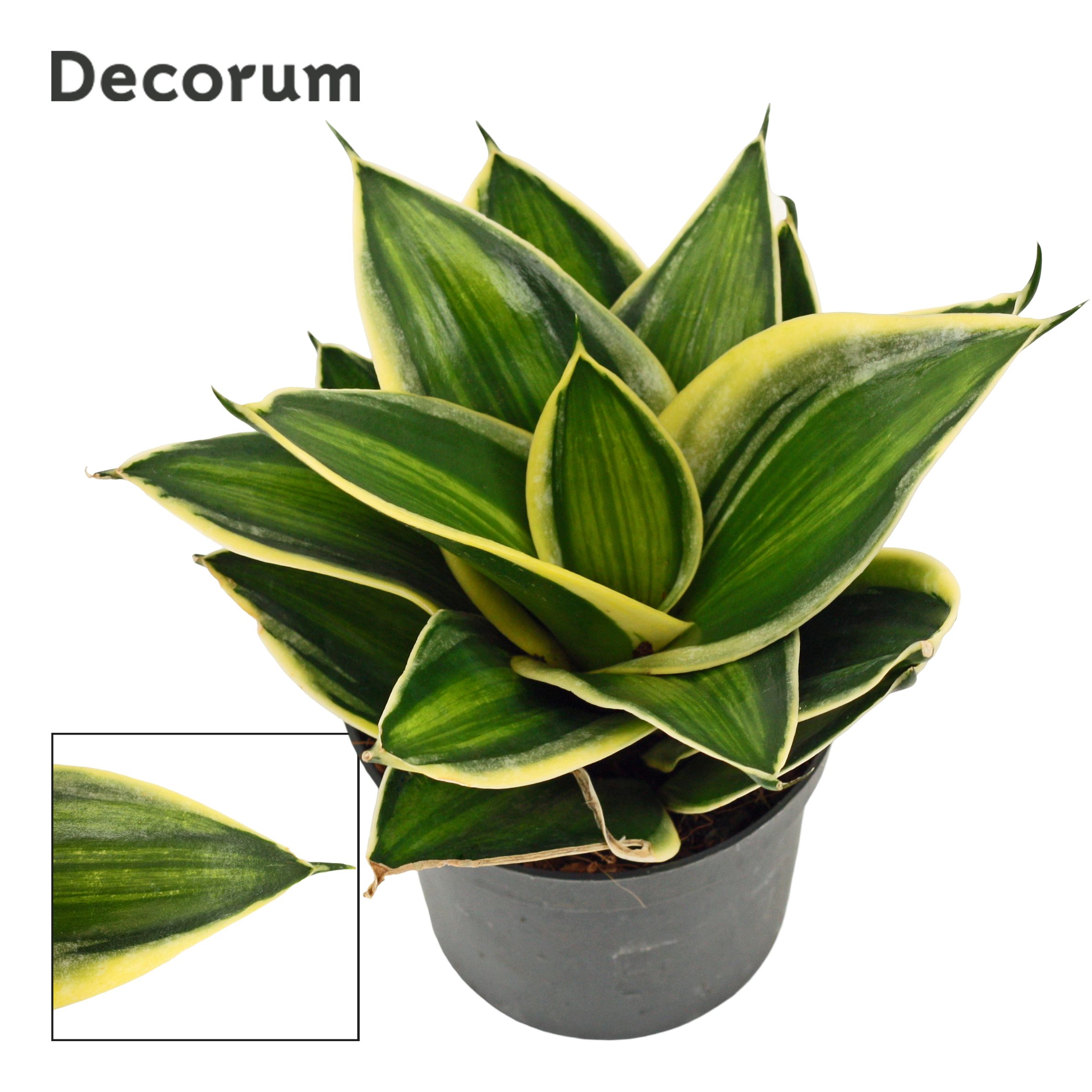 Горшечные цветы и растения оптом Sansevieria Hahnii Stars & Stripes (dec) от 18шт (для телеги) из Голландии с доставкой по России