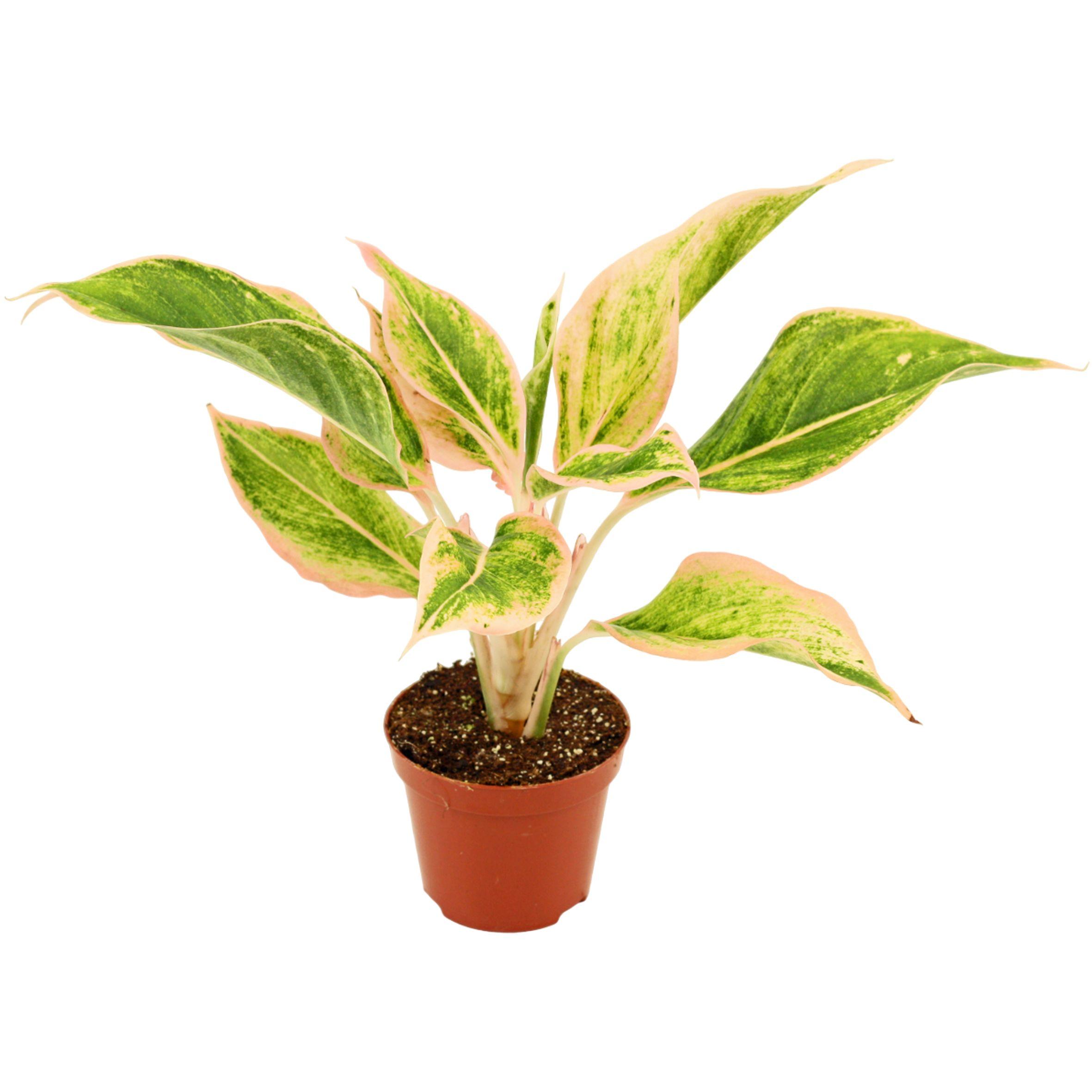 Горшечные цветы и растения оптом Aglaonema Lipstick Pink от 18шт (для телеги) из Голландии с доставкой по России