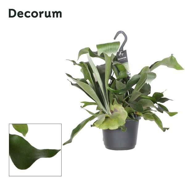 Горшечные цветы и растения оптом Platycerium Netherlands Hangpot (decorum) от 5шт из Голландии с доставкой по России