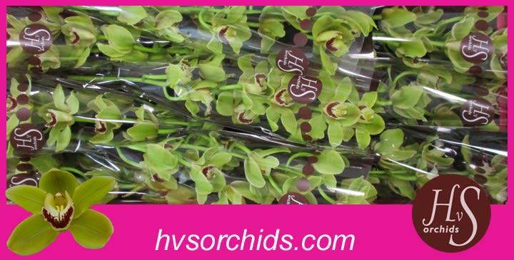 Срезанные цветы оптом Cymbidium green forest king от 10шт из Голландии с доставкой по России