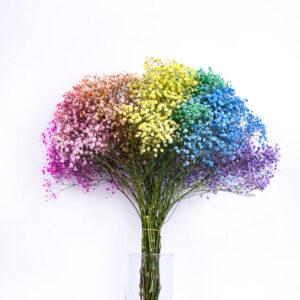 Срезанные цветы оптом Gyps large paint magic rainbow от 18шт из Голландии с доставкой по России