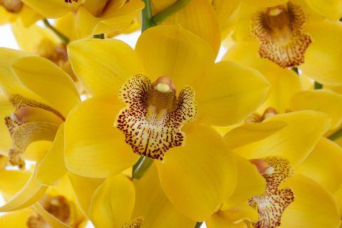 Срезанные цветы оптом Cymbidium yellow oakley от 6шт из Голландии с доставкой по России