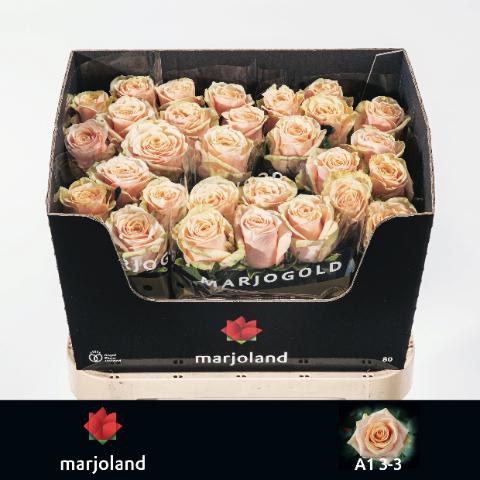 Срезанные цветы оптом Rosa large bellini! от 60шт из Голландии с доставкой по России