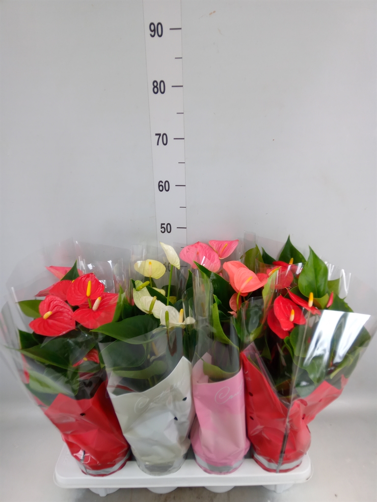 Горшечные цветы и растения оптом Anthurium   ...mix 4 от 8шт из Голландии с доставкой по России