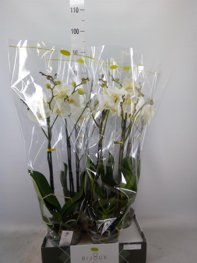 Горшечные цветы и растения оптом Phalaenopsis   ...white от 4шт из Голландии с доставкой по России