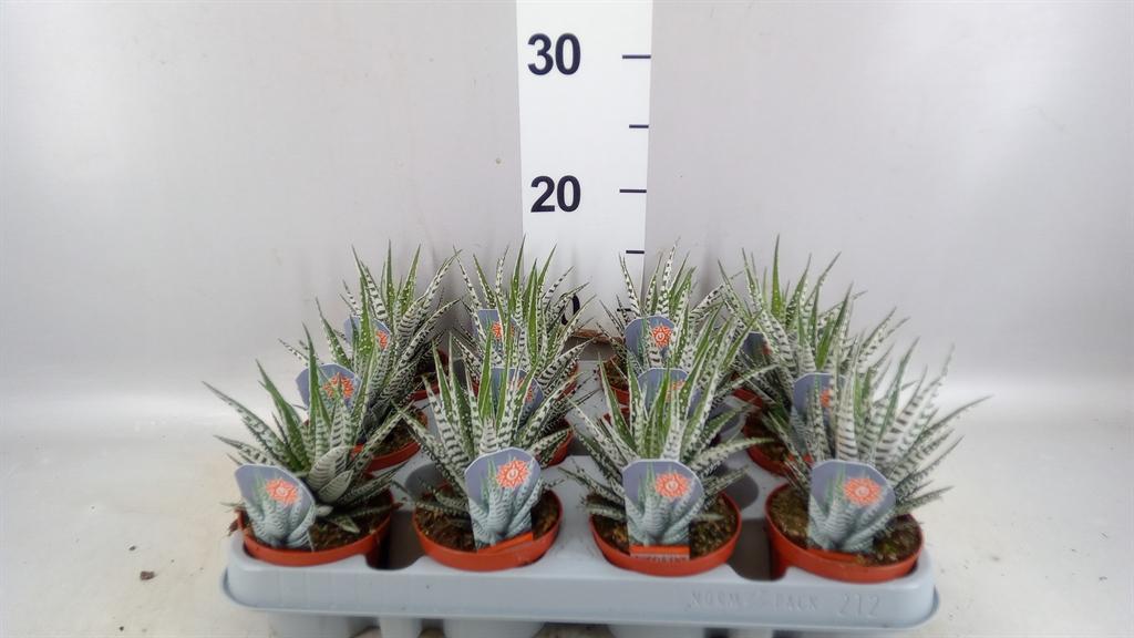 Горшечные цветы и растения оптом Haworthia Fasciata alba от 12шт (для телеги) из Голландии с доставкой по России