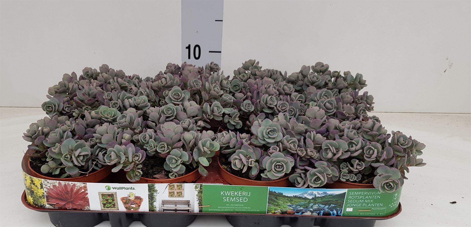 Горшечные цветы и растения оптом Sedum Cauticola lidakense от 12шт (для телеги) из Голландии с доставкой по России