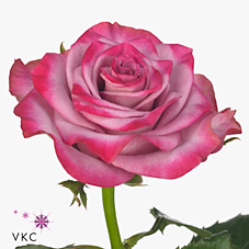 Срезанные цветы оптом Rosa large deep purple от 60шт из Голландии с доставкой по России