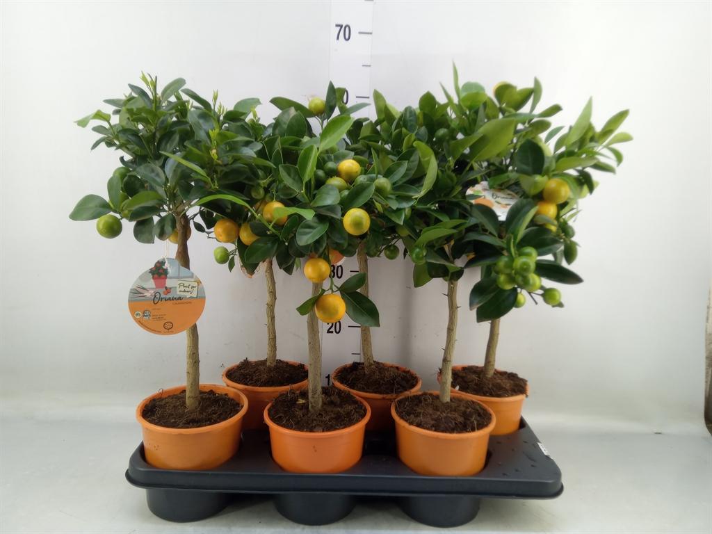 Горшечные цветы и растения оптом Citrofortunella Mic. от 6шт (для телеги) из Голландии с доставкой по России