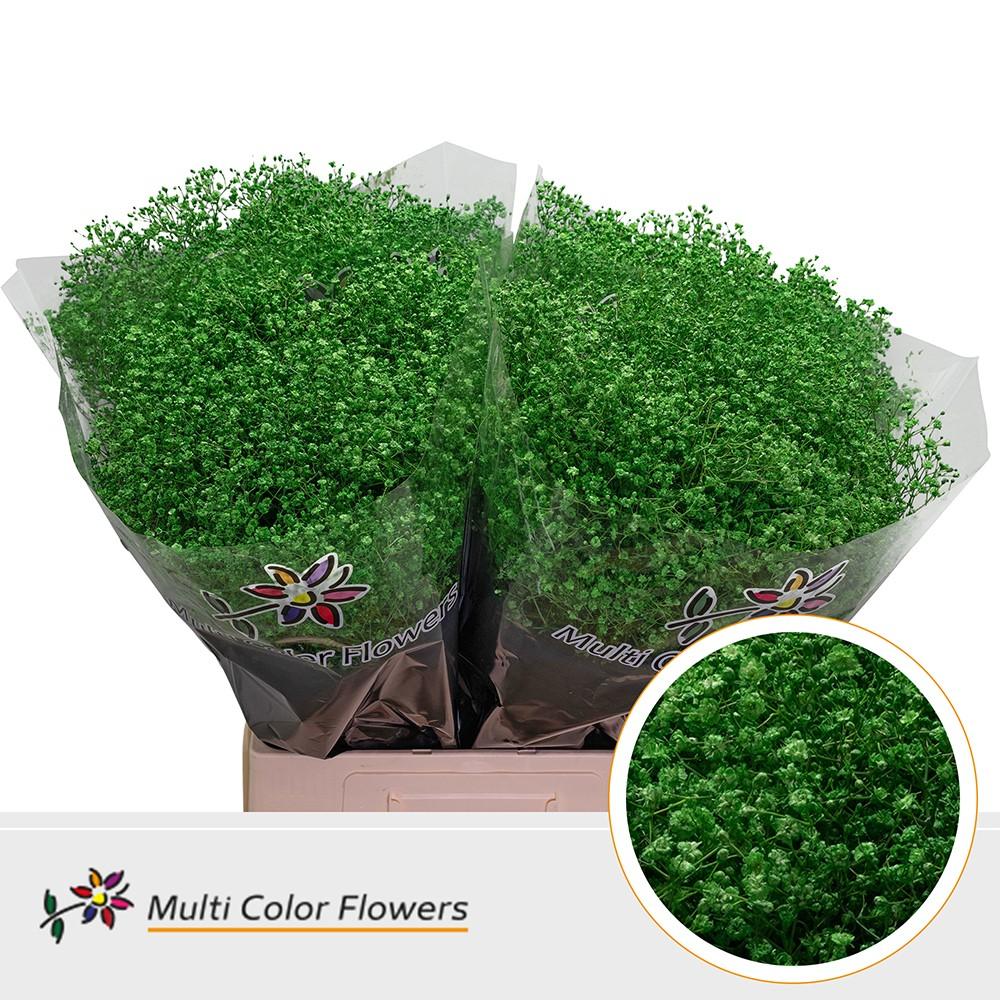 Срезанные цветы оптом Gyps fine paint green от 100шт из Голландии с доставкой по России