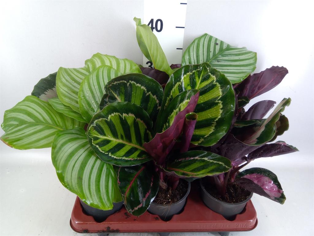 Горшечные цветы и растения оптом Calathea ...mix 3 от 6шт из Голландии с доставкой по России