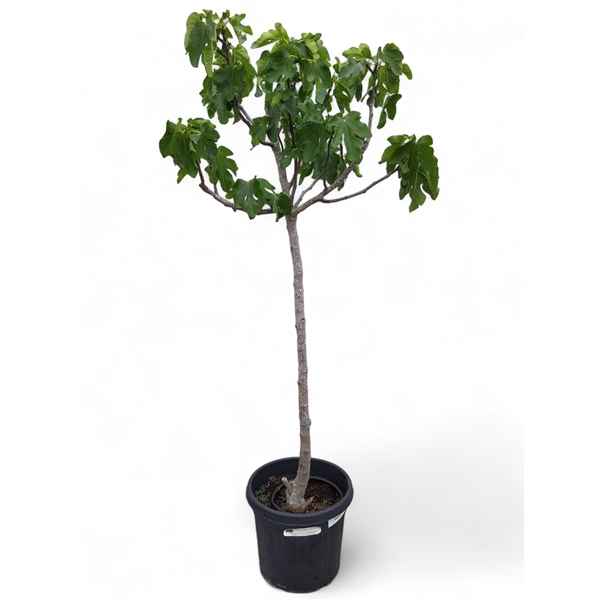 Горшечные цветы и растения оптом Ficus Carica (vijgenboom) 45 Cm от 1шт из Голландии с доставкой по России